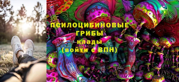 прущие грибы Беломорск